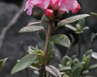 Sagan Dalya Rhododendron Tea: Wild Adamsii Herb - Etsy