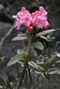 Sagan Dalya Rhododendron Tea: Wild Adamsii Herb - Etsy