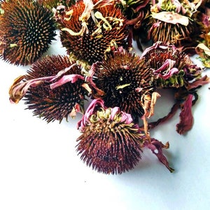 BULK Dried Echinacea flower, Echinacea purpurea, Natural organic echinacea flower buttons 2 kg - 4.4 lbs