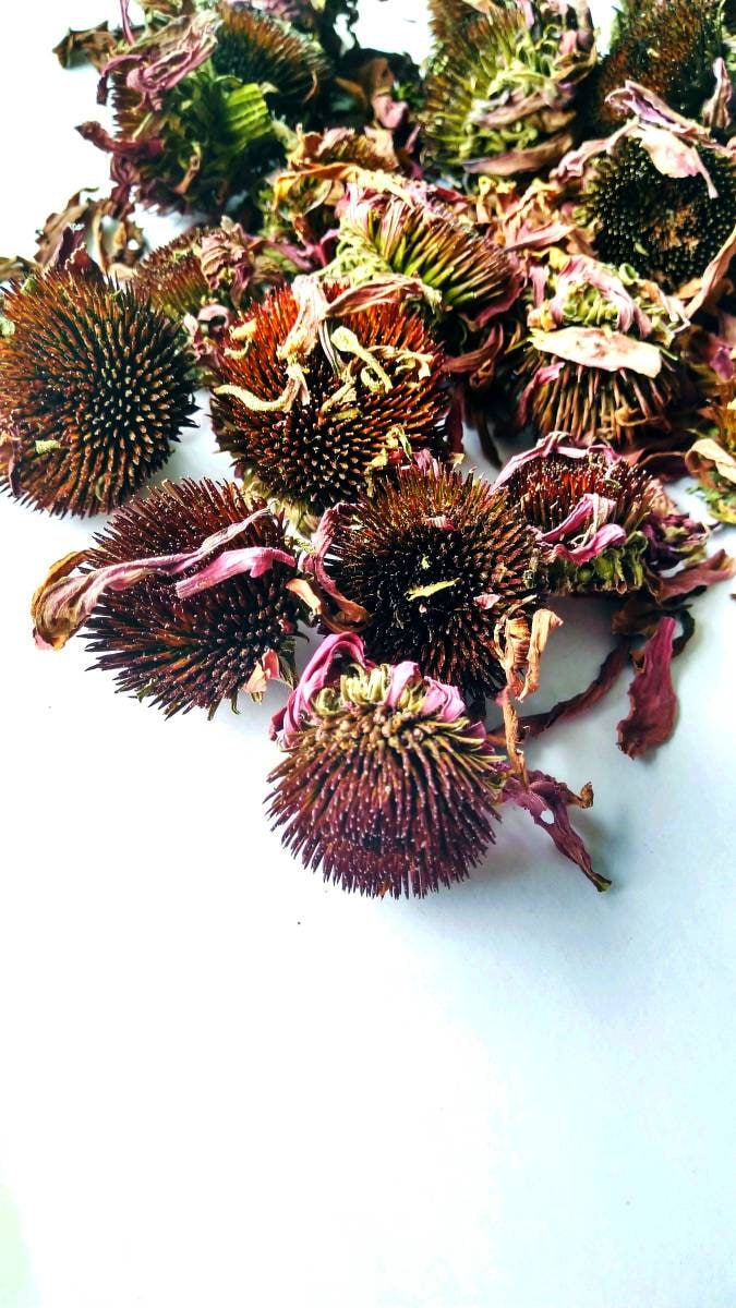 Dried Echinacea Purpurea Flower: Organic Herbal Tea, Crafts & Decor