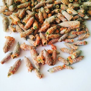 May include: A pile of dried pine cones, with a mix of brown, orange, and green hues. The cones are small and elongated, with a textured surface. The image is taken on a white background, highlighting the natural colors and textures of the cones.