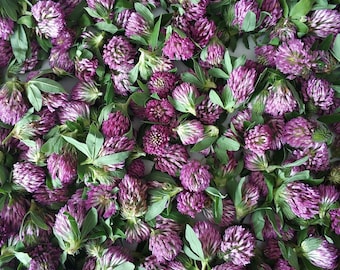 Dried Red Clover Blossoms: Organic Wild Clover Herb
