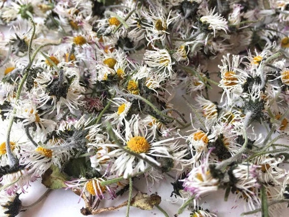 Dried Daisy Flower, Dried White Daisy Heads, Dried Daisies, Dried Daisy  Wildflower, Dried Wild Flower 