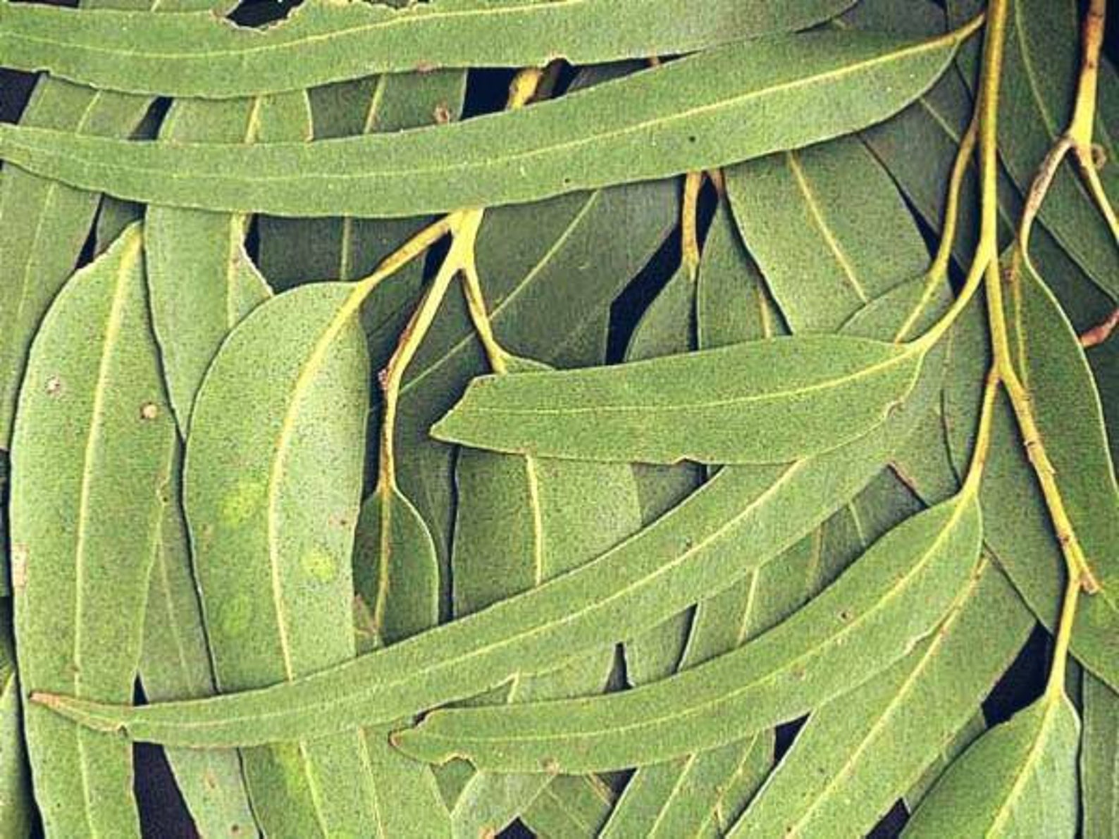 Hojas de eucalipto hojas secas de Eucalipto Etsy