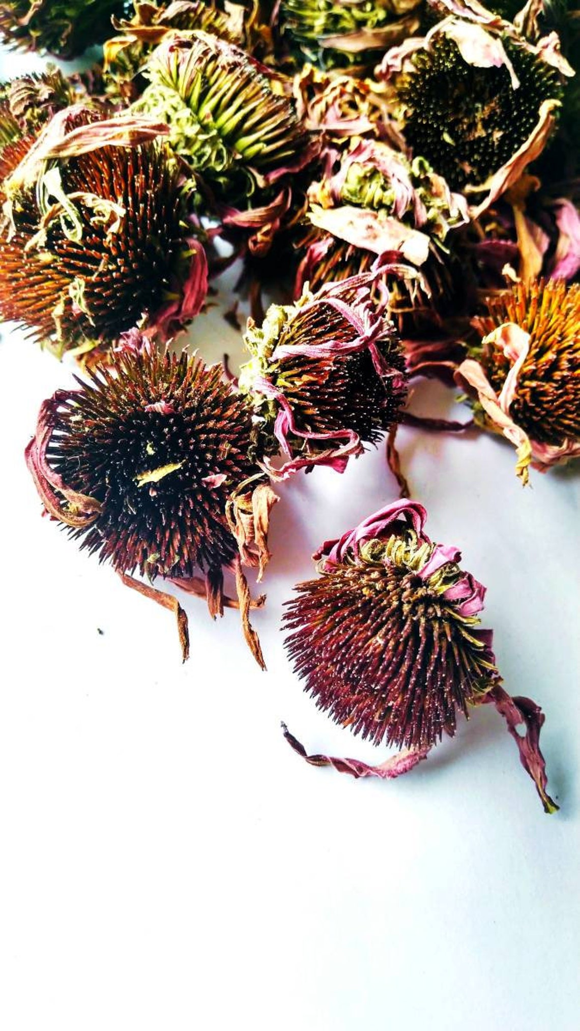 Dried Echinacea flower Echinacea purpurea flowers Dried Etsy
