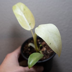 Puede incluir: Una pequeña planta en maceta con hojas variegadas blancas y verdes. La planta está en una maceta de plástico negra con tierra marrón oscura.