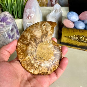 Gorgeous Crystalized Ammonite Fossil from Madagascar - Rare Natural Specimen 5”