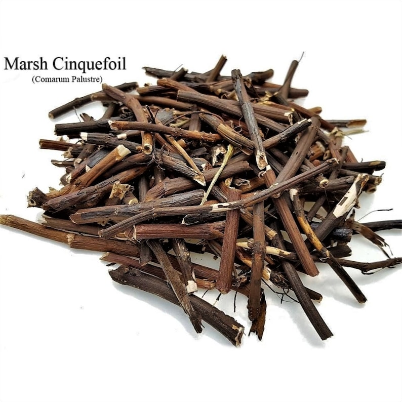 Сабельник корень сабельника. Корень сабельника. Корень сабельника. Сабельник болотный корневища. Сабельник корень.