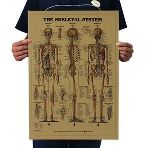 The Skeletal System Vintage Poster | Skeletal Poster | Medical Study Poster