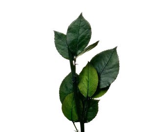 Ecuadorian Preserved Peony Stems: Wholesale Infinity Flowers (70cm)
