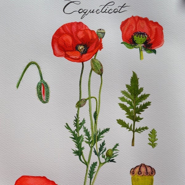 Peinture aquarelle originale - Coquelicot planche de botanique