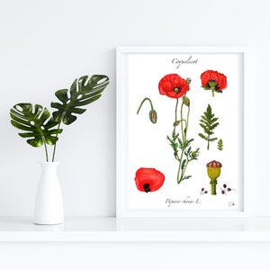 fichier numérique COQUELICOT Planche de botanique à l' aquarelle fait main - fichier numérique
