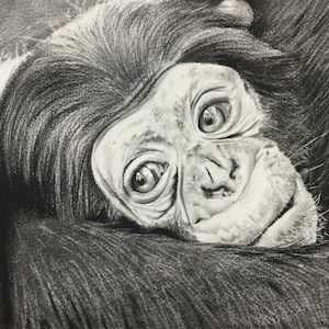 Personalized Pet Portrait in Pencil - Handmade Drawing from Photo - Unique Gift for Dog, Cat, Horse - A5 to A2 Sizes