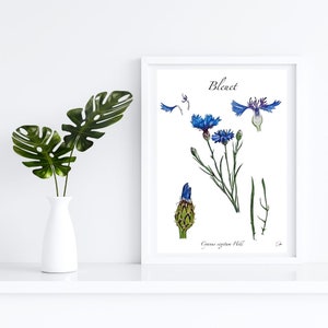 fichier numérique BLEUET Planche de botanique à l' aquarelle fait main - fichier numérique