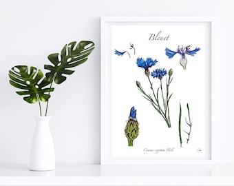 digital file BLEUET Handmade watercolor botanical board - digital file