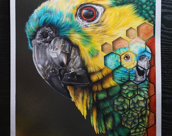 Original Blue-fronted Amazon / Parrot - colored pencil drawing on 29.7 x 42 cm