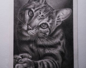 Tabby Kitten / Cat - Original Graphite Drawing - Skull