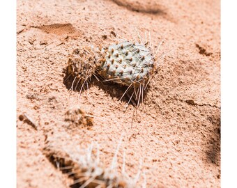 Desert Print, Cactus Wall Art, Cactus Photography, Cactus Print, Southwestern Art, Printable Poster, Vertical Wall Art Landscape Photo Art