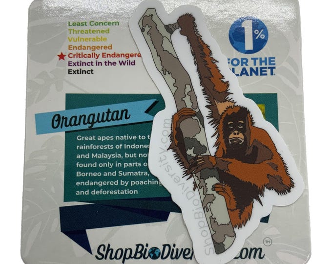 Orangutan Vinyl Sticker - Critically Endangered Great Ape Art, Rainforest Animal Awareness, Eco-Friendly Wildlife Conservation Gift