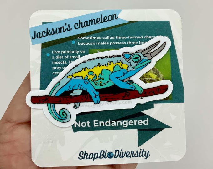 Jackson’s Chameleon Sticker – Eco-Friendly, Vibrant Design, Perfect for Reptile Lovers, Water Bottles, Laptops, and Nature Enthusiasts!