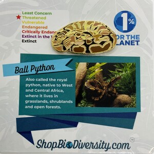 Peut inclure: Une épingle en or avec un motif de python royal brun et noir. L'épingle indique "1% pour la planète" et "Python royal". Le texte sous l'image indique "Aussi appelé python royal, originaire d'Afrique de l'Ouest et d'Afrique centrale, où il vit dans les prairies, les broussailles et les forêts ouvertes."