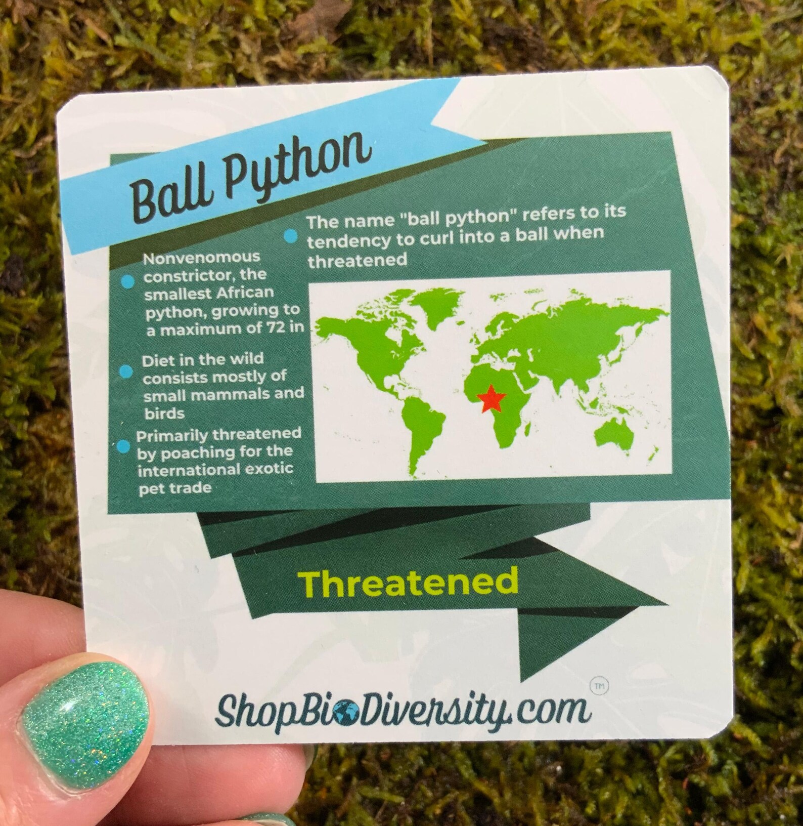 Ball Python Vinyl Sticker for Kids and Adults Endangered Species ...