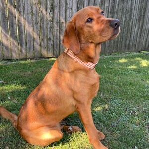 May include: A red fox-colored Labrador Retriever dog sitting on green grass, looking up and wearing a pink and white checkered collar.