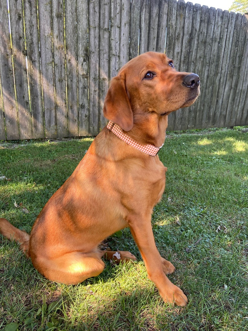 May include: A red fox-colored Labrador Retriever dog sitting on green grass, looking up and wearing a pink and white checkered collar.