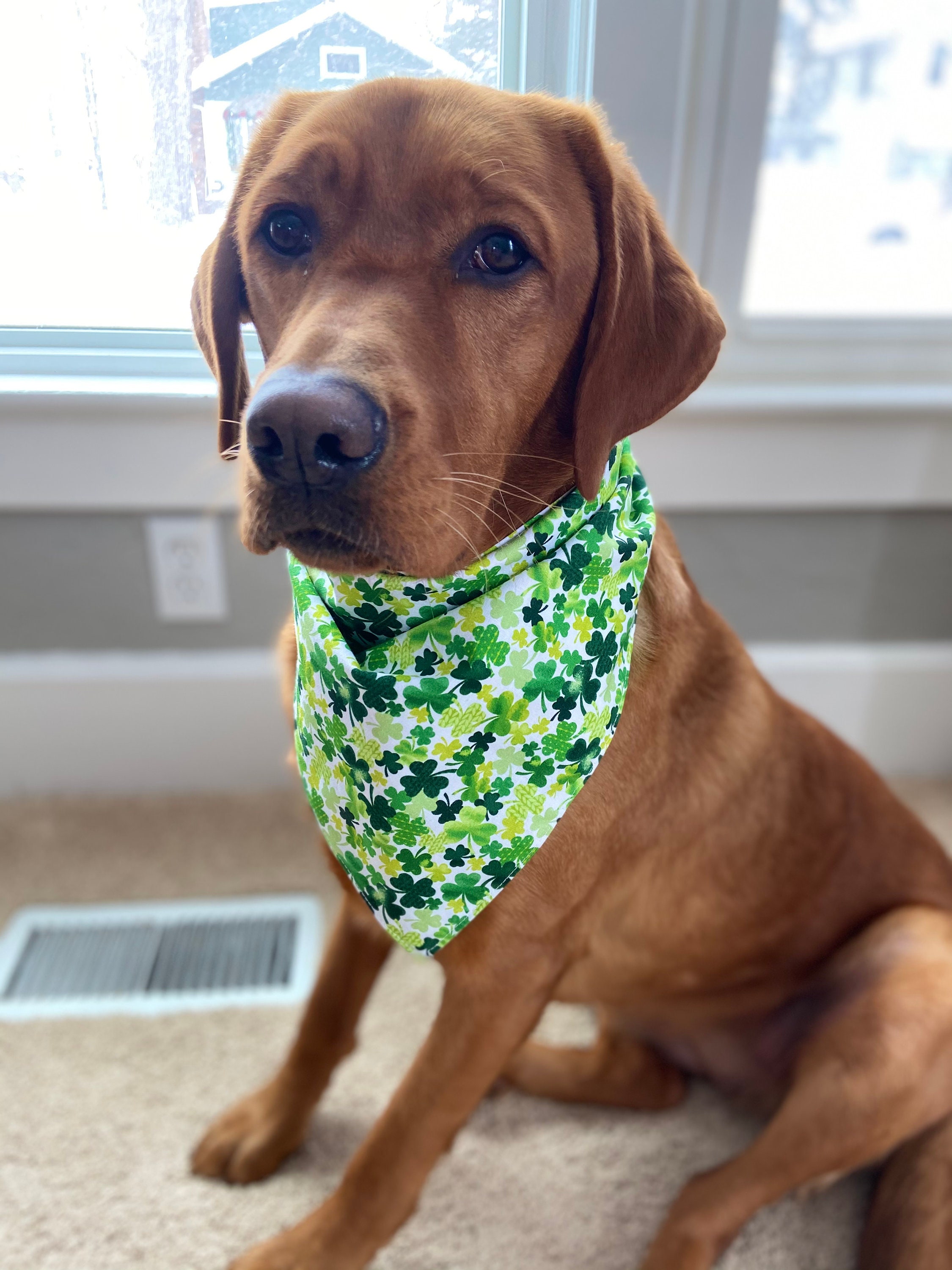 St. Patricks Day Dog Bandana Shamrock Dog Bandana Etsy