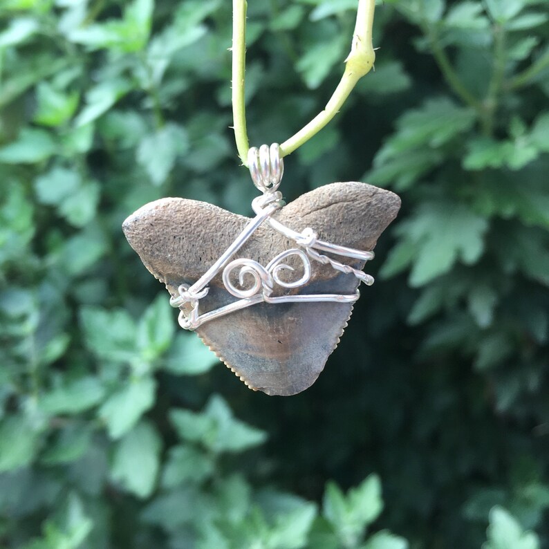 Shark Tooth Wrapped in Sterling Silver