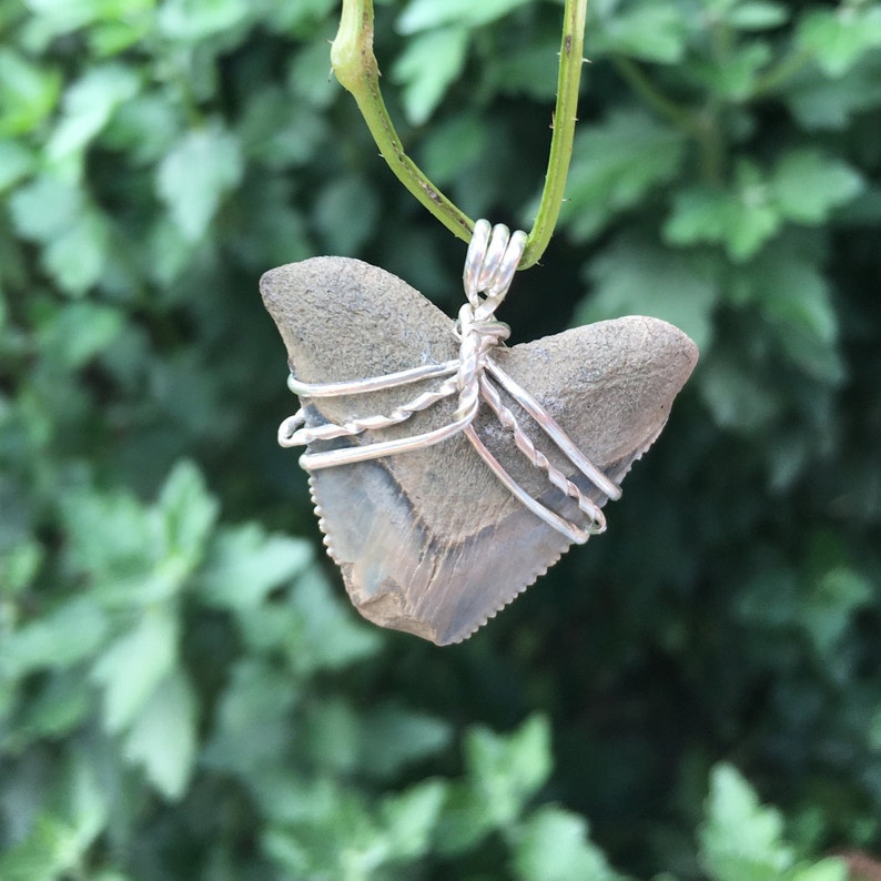 Shark Tooth Wrapped in Sterling Silver