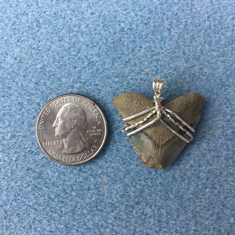 Shark Tooth Wrapped in Sterling Silver