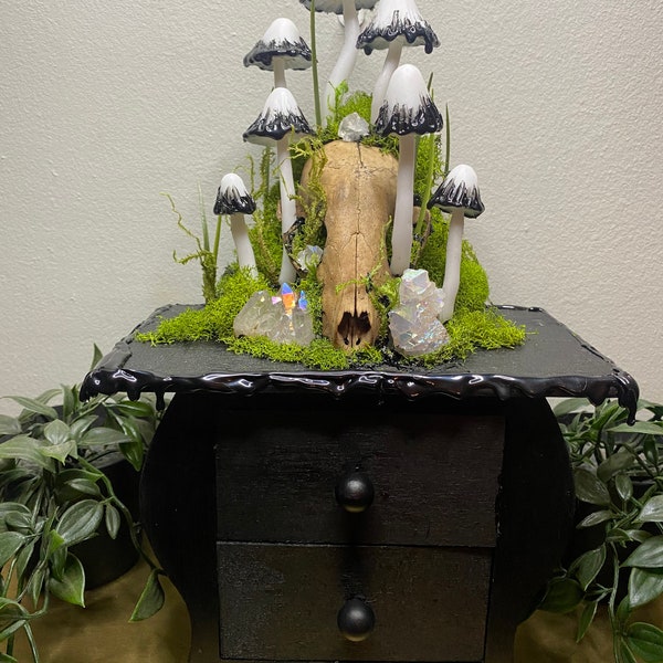 Ink cap mushroom drawer with surprise gifts!