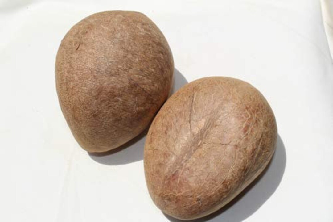 Dry Gola Whole Coconut Sabut Gota Nariyal Etsy