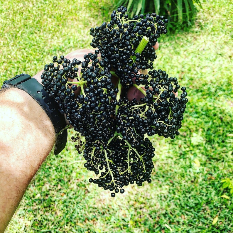 Elderberry Syrup Made With Raw Honey Etsy