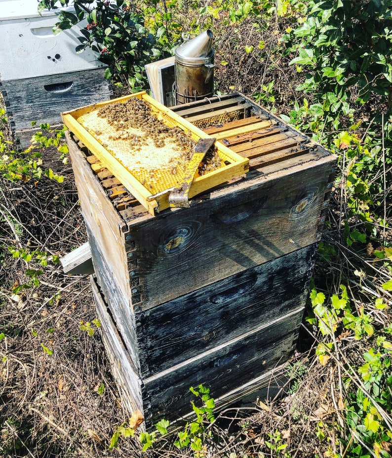 Elderberry Syrup Made With Raw Honey Etsy