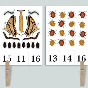 Bugs Count and Clip 1-20 Zahlenkarten | Natur Homeschool Printables | Insekten Käfer Vorschule Peg it Wäscheklammer Zählen Karteikarten Klassenzimmer