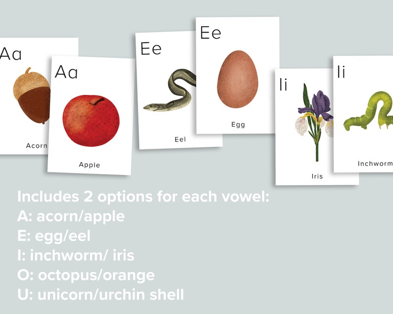 May include: A set of flashcards featuring different letters of the alphabet with corresponding images. The flashcards show the letters 'A' and 'E' with two different images for each letter. The images for 'A' are an acorn and an apple. The images for 'E' are an eel and an egg. The text 'Includes 2 options for each vowel' is also included.