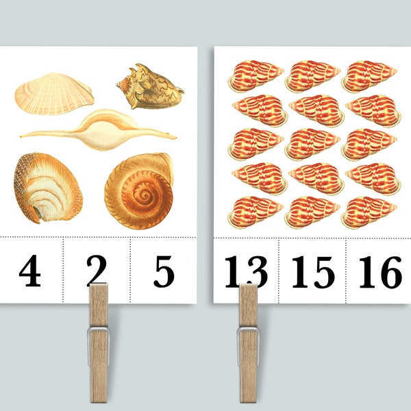 Shell Flashcards - Etsy