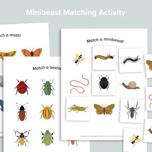 Attività di abbinamento Minibeast / Natura Coleotteri Falene Scuola materna Homeschool Printables / Insetti che ordinano partita / Api Coleotteri Falene Ordina gioco