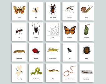 Editable Bug Flashcards | Insect Study Printable | Montessori Nomenclature Cards | Memory Matching Game | Homeschool Vocabulary Flashcards