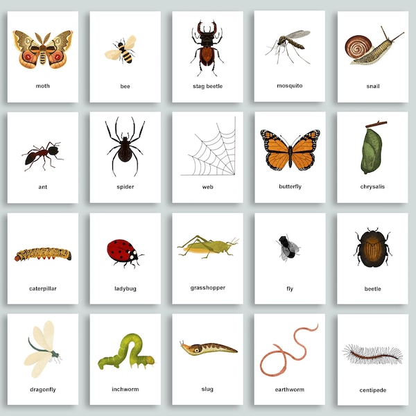 Editable Bug Flashcards | Insect Study Printable | Montessori Nomenclature Cards | Memory Matching Game | Homeschool Vocabulary Flashcards