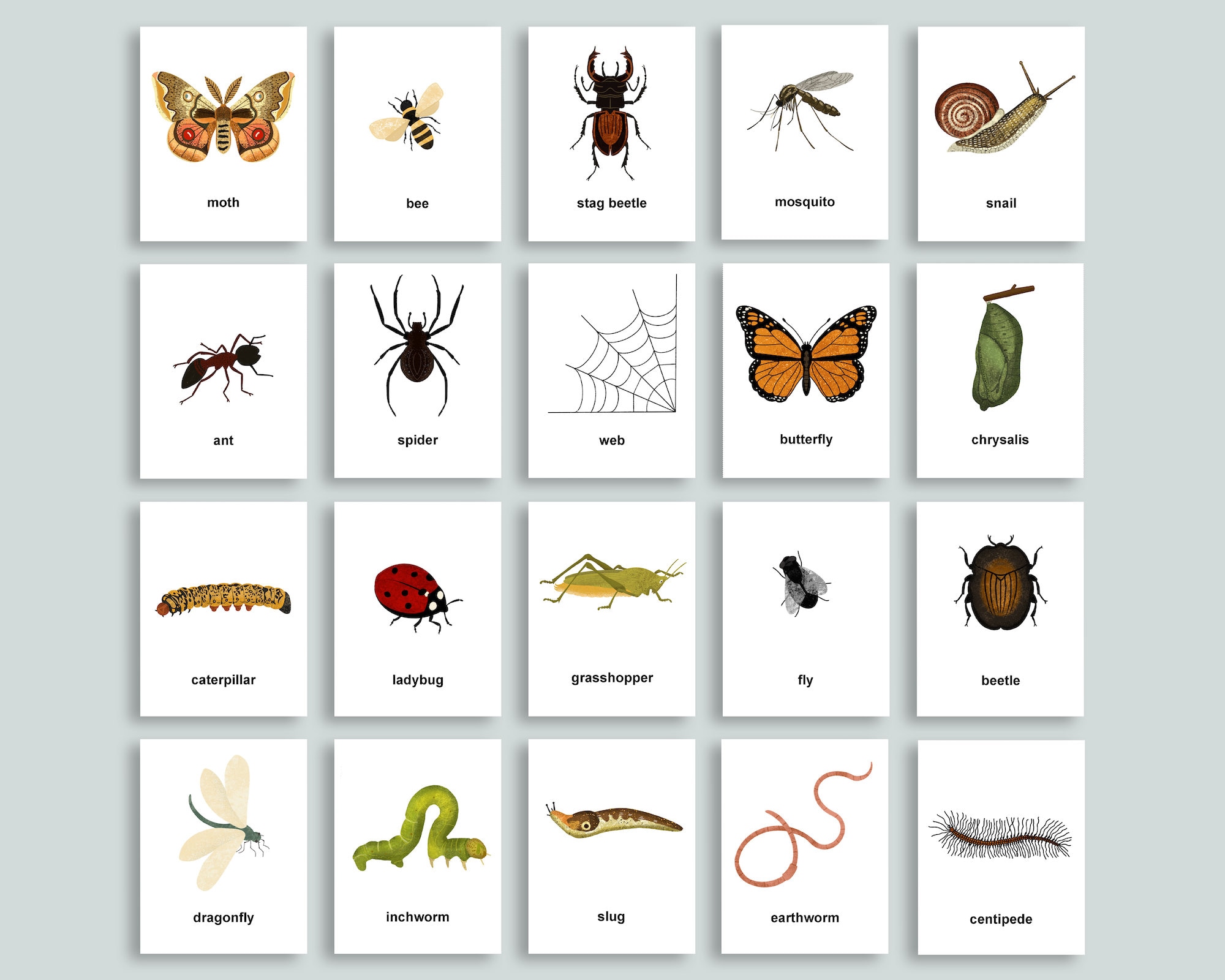 editable-bug-flashcards-insect-study-printable-montessori-nomenclature-cards-memory-matching-game-homeschool-vocabulary-flashcards-etsy