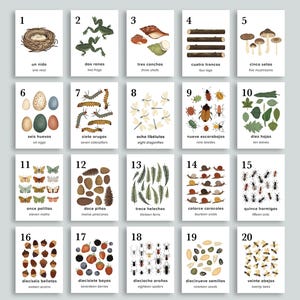 Cartes numériques nature 1 à 20, espagnol et anglais Bilingue à imprimer | Préscolaire École à la maison | Cartes mnémotechniques de comptage | Charlotte Mason