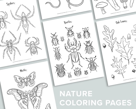 Nature Coloring 25 Page Bundle Homeschool Printables Black | Etsy