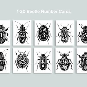 Beetle Number Cards 1-20 | Nature Counting Flashcards Charlotte Mason Pre K | Homeschool Printables | Nursery Wall Art | Preschool Classroom