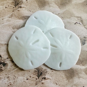 以下が含まれることがあります： 砂浜の背景に、白い砂ドルが3つある。