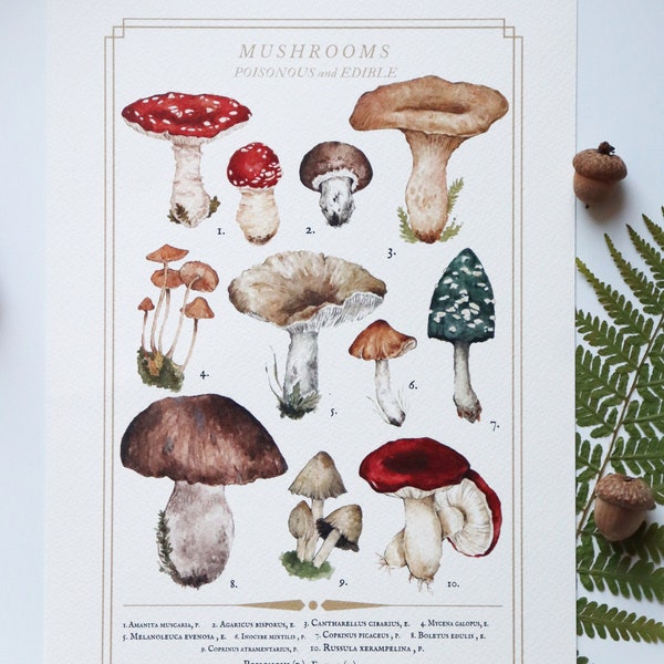 Illustrazione Botanica Funghi, Disegni di Funghi, Stampa A5, Funghi Velenosi, Funghi Edibili, Amanita Muscaria