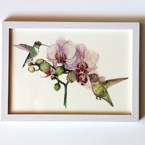 Orchidea Disegni, Illustrazione Botanica, Orchidea Fiori, Colibrì Illustrazione, Dipinto ad Acquerelli
