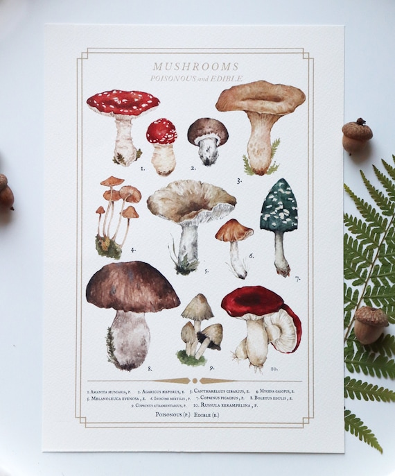 Mushroom Botanical Art Botanical Illustration Toadstool Etsy